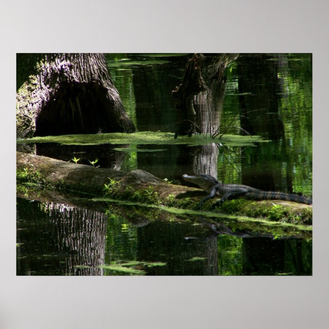 Affiche Natchez Trace Gator (1) (Devant)