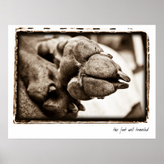 Affiche Nation Weimaraner : "Le pied bien parcouru"