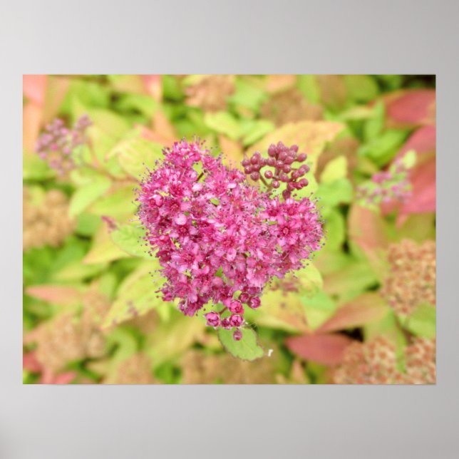 Affiche Natural Flower Heart - percé par la flèche. (Devant)