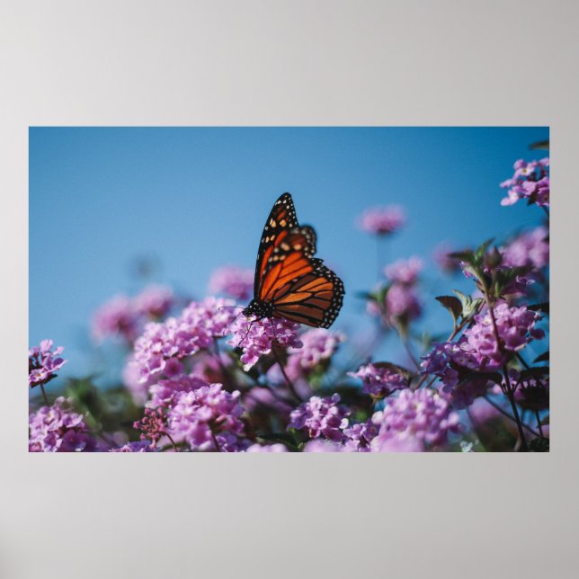 Affiche Nature (Devant)