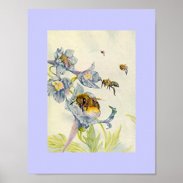 Affiche Nature Abeilles de miel et le matin Fleurs de gloi (Devant)