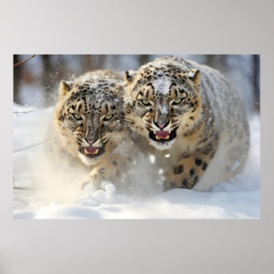 Affiche Nature animale léopard des neiges Sauvage majestue