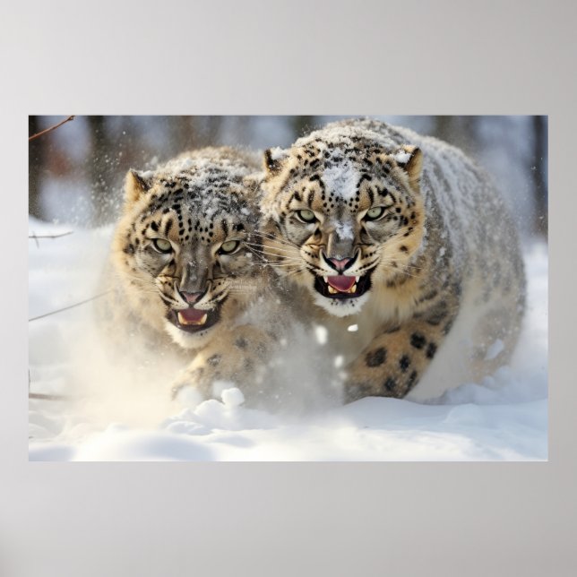 Affiche Nature animale léopard des neiges Sauvage majestue (Devant)