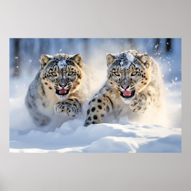Affiche Nature animale léopard des neiges Sauvage majestue (Devant)