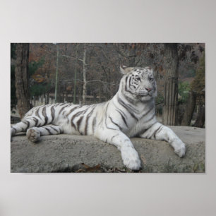 Affiche Nature Belle Bengale White Tiger Photographie