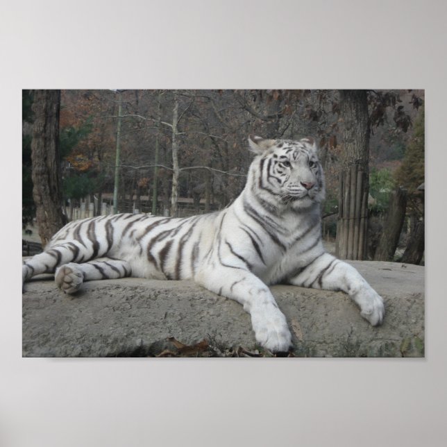 Affiche Nature Belle Bengale White Tiger Photographie (Devant)