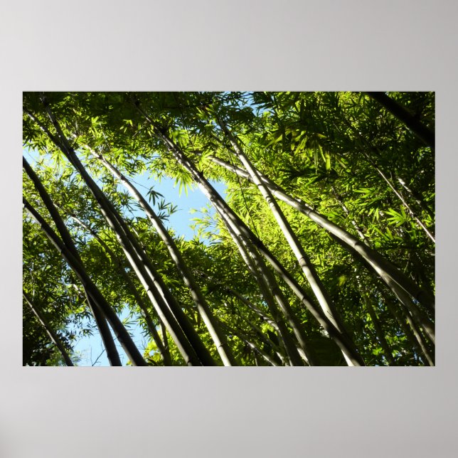 Affiche Nature botanique bambou (Devant)