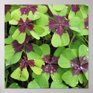 Affiche Nature, Fleur, Été, Shamrock, Vert, Botanique,