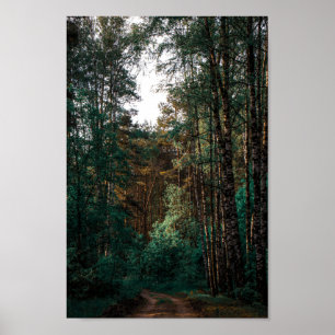 Affiche Nature Forest Birch Trees Landscape Belarus