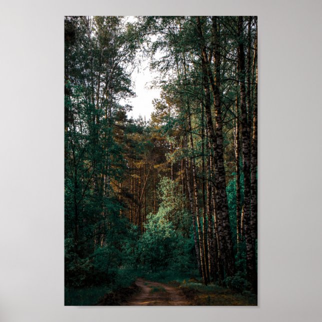 Affiche Nature Forest Birch Trees Landscape Belarus (Devant)