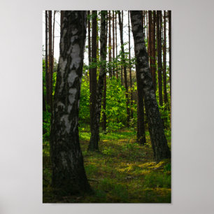 Affiche Nature Forêt Biélorussie Paysage Biélorussie