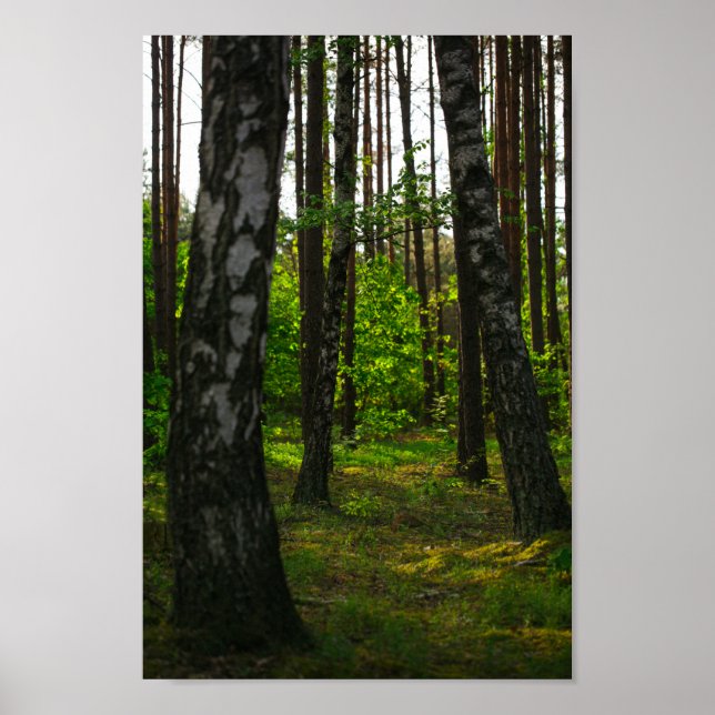 Affiche Nature Forêt Biélorussie Paysage Biélorussie (Devant)