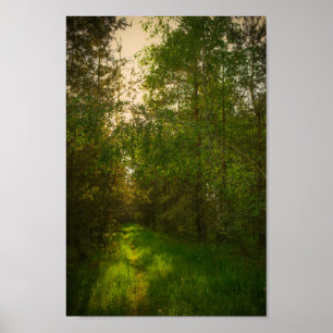 Affiche Nature Green Trees Paysage forestier Biélorussie