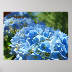 Affiche Nature Heals art prints Blue Hydrangea Flowers