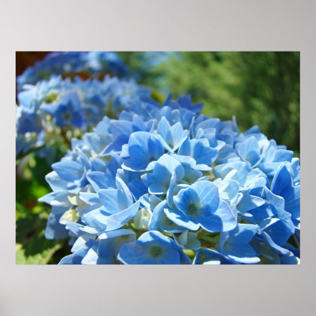 Affiche Nature Heals art prints Blue Hydrangea Flowers (Devant)