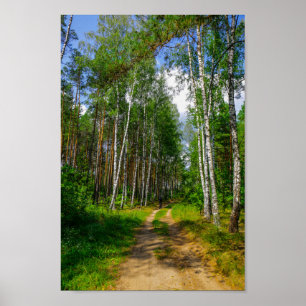Affiche Nature Landscape Scenery Forest Birch Belarus