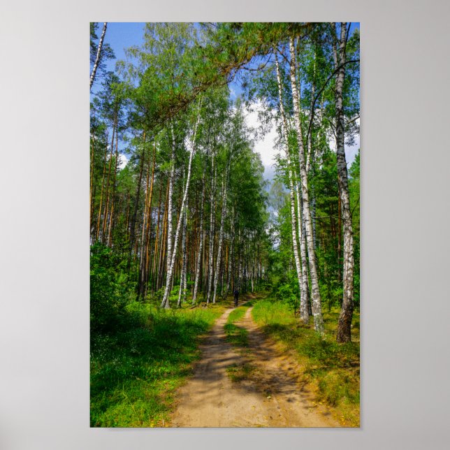 Affiche Nature Landscape Scenery Forest Birch Belarus (Devant)
