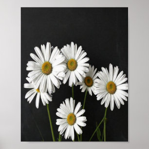 Affiche Nature morte botanique élégante d'Oxeye blanc radi