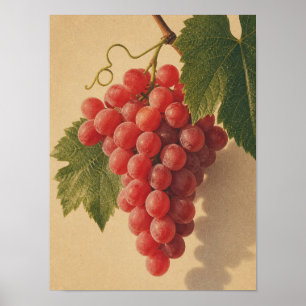 Affiche nature morte vintage de raisins rouges