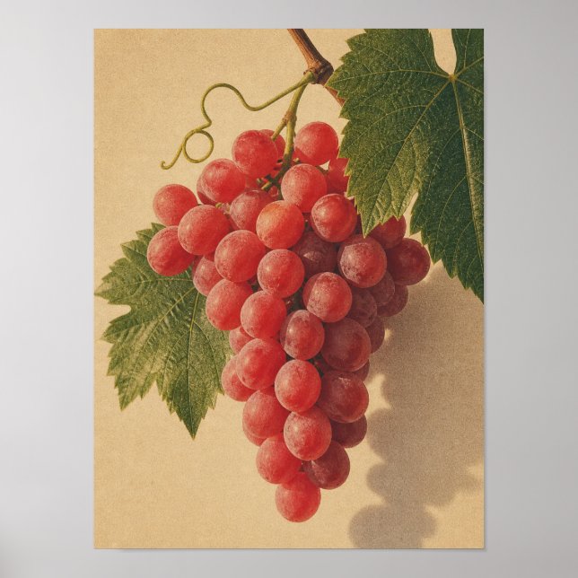 Affiche nature morte vintage de raisins rouges (Devant)