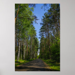 Affiche Nature Paysage Paysage Paysage Forêt Birch Biéloru