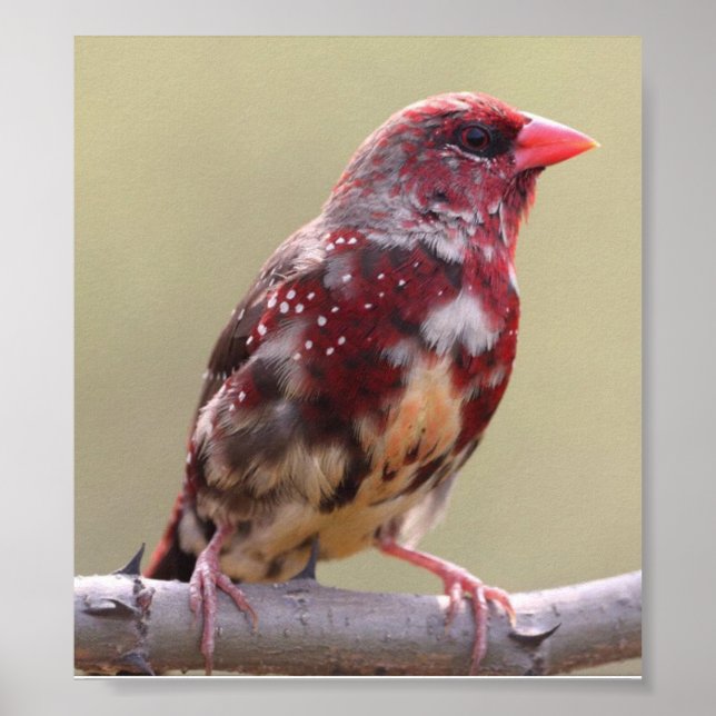 Affiche Nature Red Finch Bird (Devant)