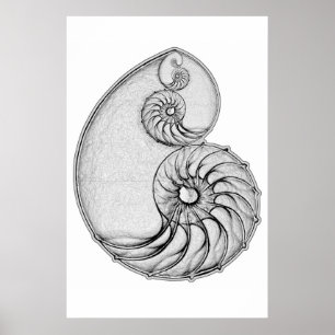 Affiche Nautilus
