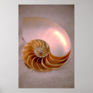 Affiche Nautilus chambré