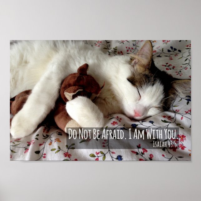 Affiche N'Ayez Pas Peur Chat Dormir Avec L'Ours En Conflit (Devant)