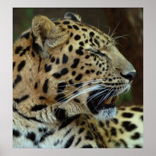 Affiche Ne me fermez pas les yeux...