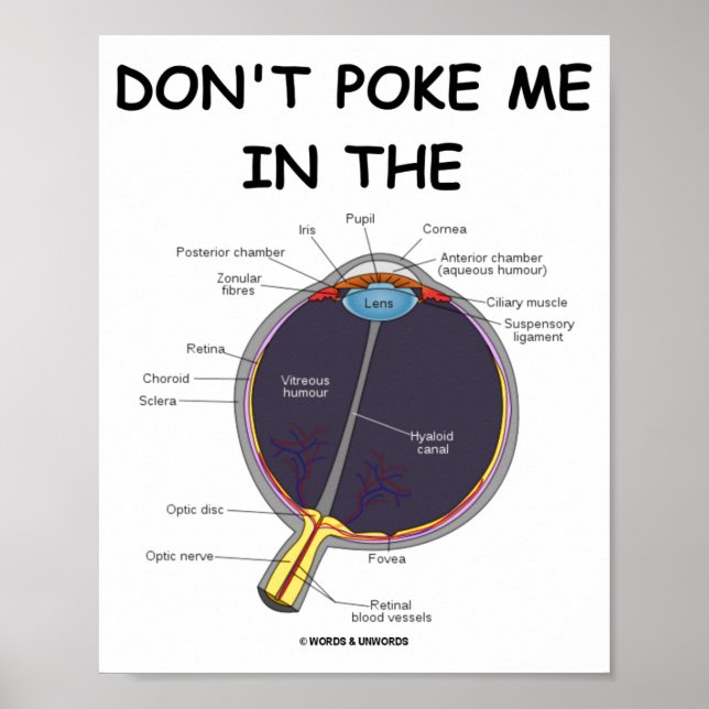 Affiche Ne Me Regarde Pas Dans L'oeil Anatomie De L'oeil A (Devant)