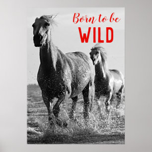 Affiche Né pour être Wild Black & White Running Horses