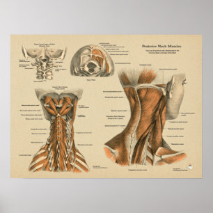 Affiche Neck Spine Muscles Chiropractic Massage Chart