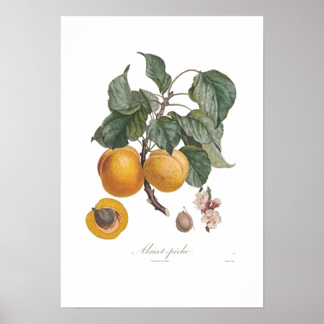 Affiche Nectarine (Devant)