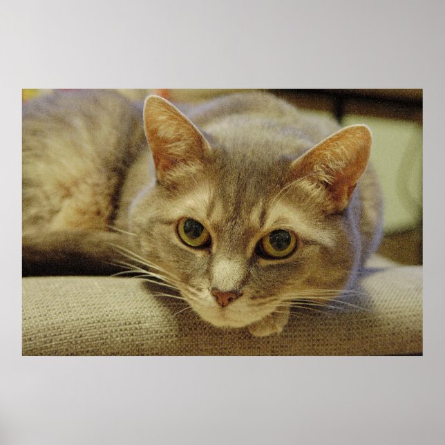 Affiche Nedda (Devant)