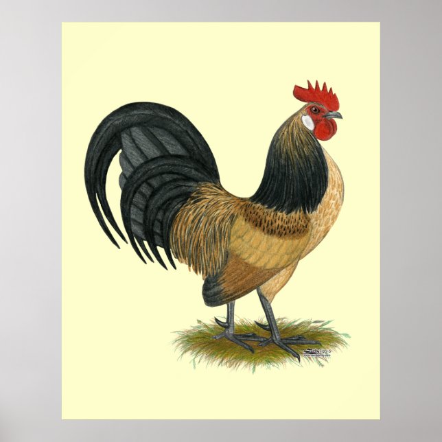 Affiche Néerlandais Bantam : Bleu Quail Rooster (Devant)
