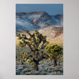 Affiche Neige dans la vallée de la mort