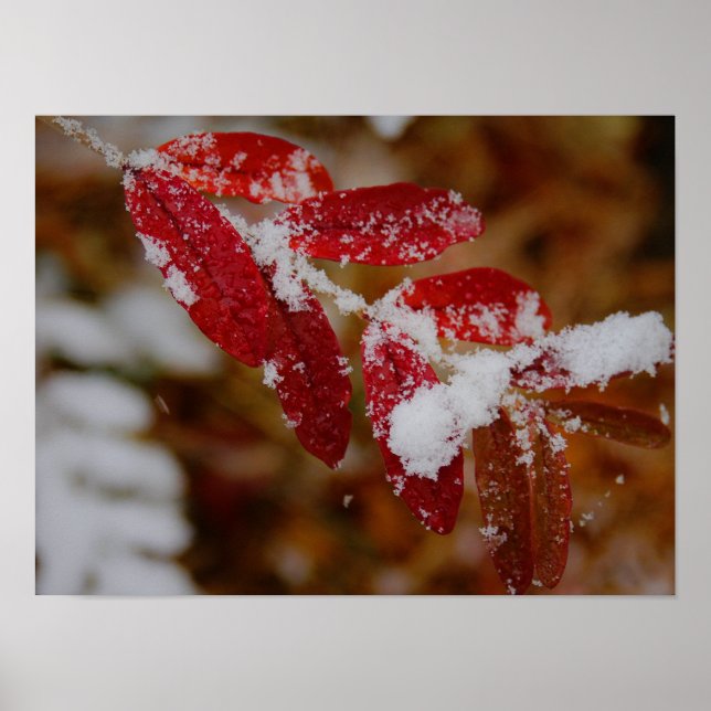 Affiche Neige sur feuilles rouges (Devant)
