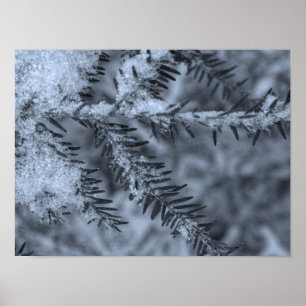 Affiche Neige sur les aiguilles de pin