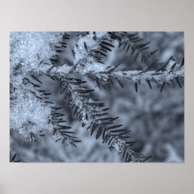 Affiche Neige sur les aiguilles de pin (Devant)