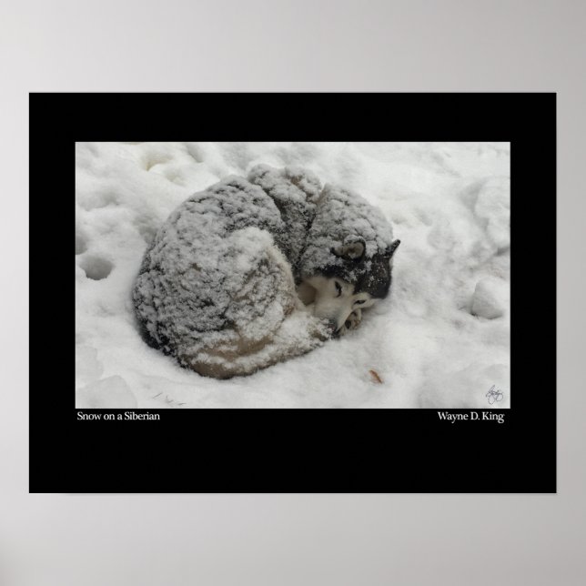 Affiche Neige sur une Sibérie (Devant)
