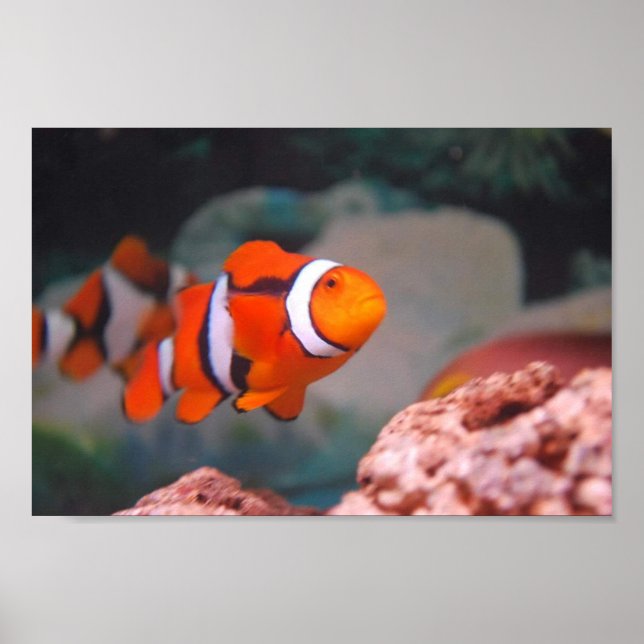 Affiche Nemo (Devant)