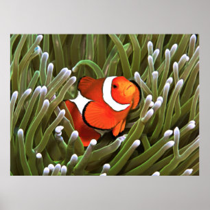 Affiche Nemo