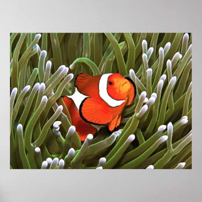 Affiche Nemo (Devant)