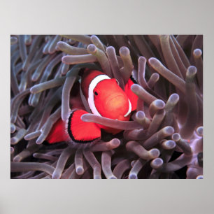 Affiche Nemo trouvé