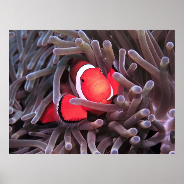Affiche Nemo trouvé (Devant)