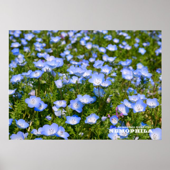 Affiche NEMOPHILA（Baby Blue Eyes） (Devant)