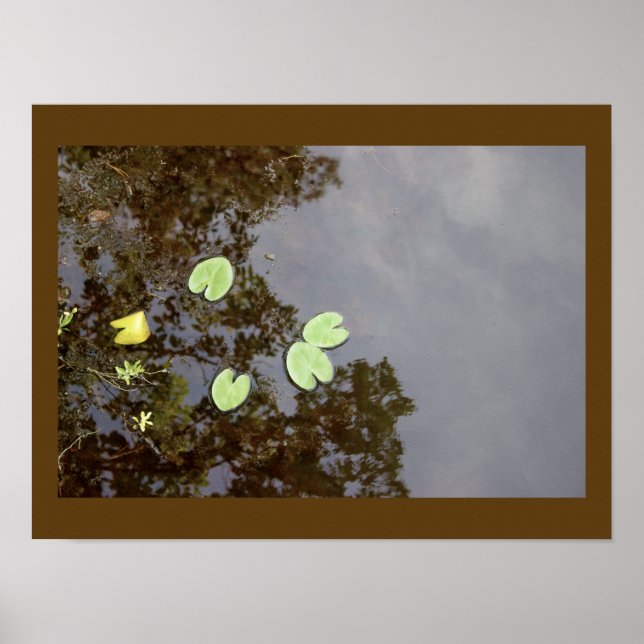 Affiche Nénuphar flottante (Devant)