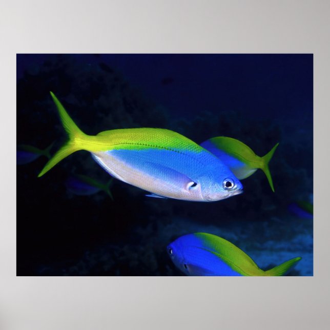 Affiche Neon (Devant)