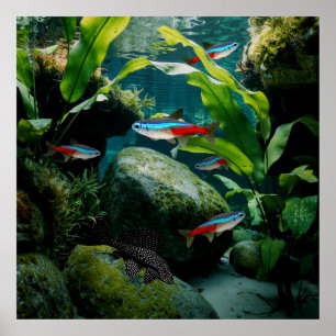 Affiche Neon Tetras Plecostomus Aquarium Fish Tank Amateur